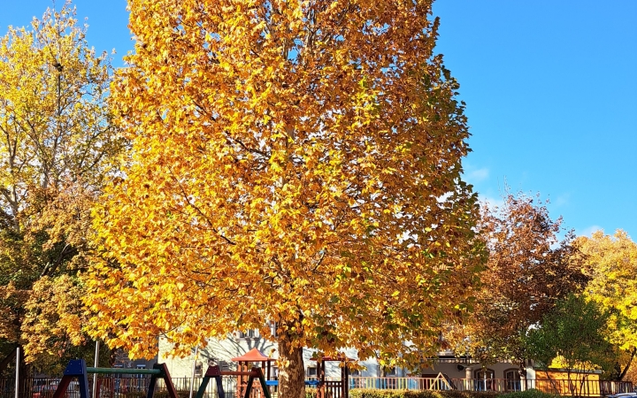 "Dunaújváros fái a négy évszakban" - őszi ciklus  - fotó: 