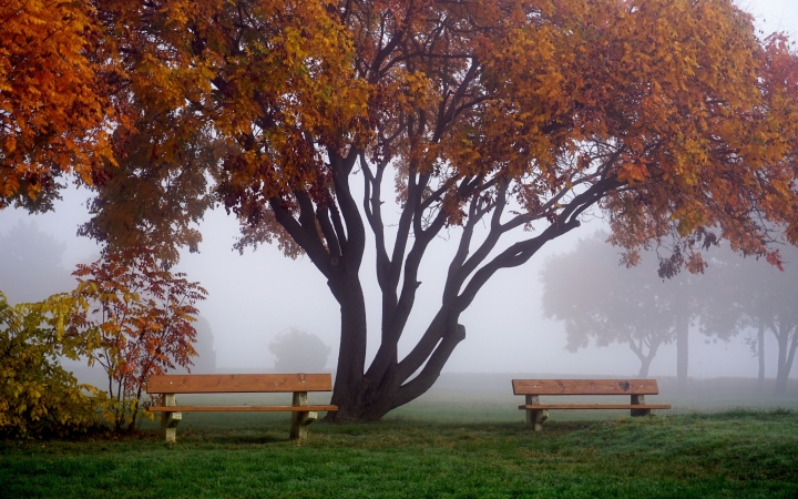 "Dunaújváros fái a négy évszakban" - őszi ciklus  - fotó: 