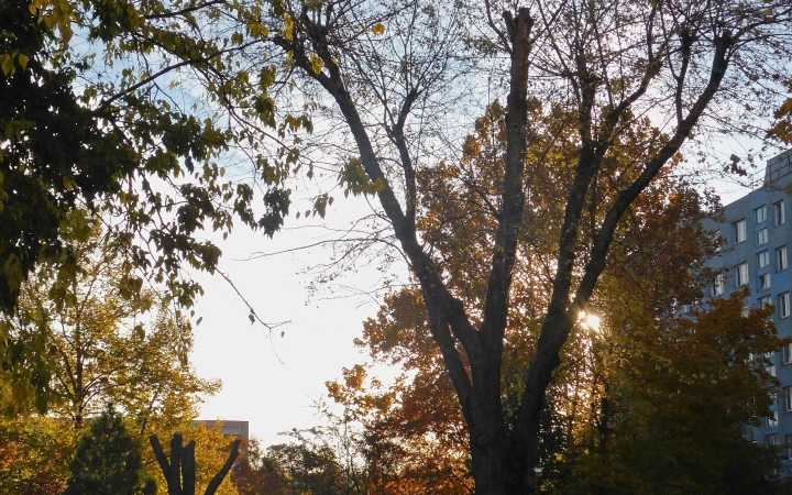 "Dunaújváros fái a négy évszakban" - őszi ciklus  - fotó: 