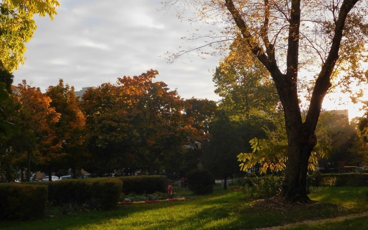"Dunaújváros fái a négy évszakban" - őszi ciklus  - fotó: 