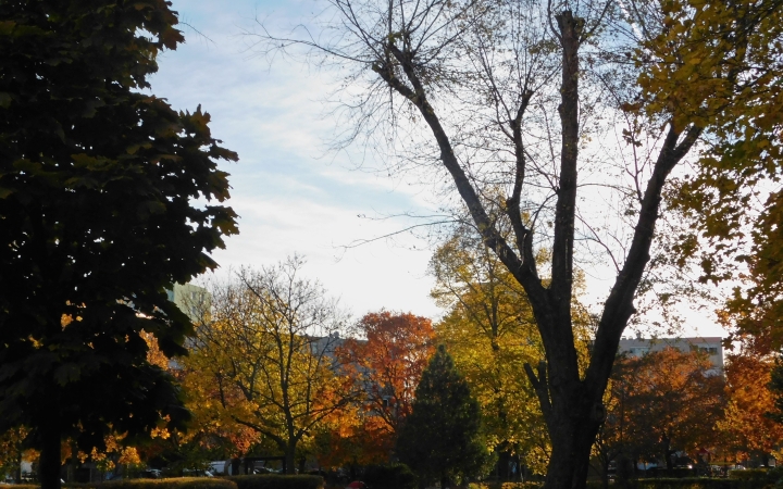"Dunaújváros fái a négy évszakban" - őszi ciklus  - fotó: 