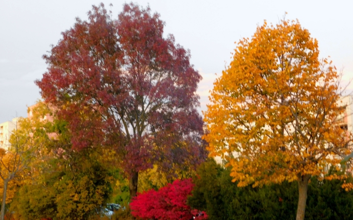 "Dunaújváros fái a négy évszakban" - őszi ciklus  - fotó: 