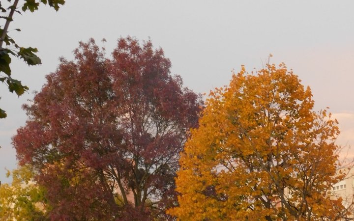 "Dunaújváros fái a négy évszakban" - őszi ciklus  - fotó: 