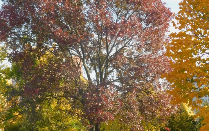 "Dunaújváros fái a négy évszakban" - őszi ciklus  - fotó: 