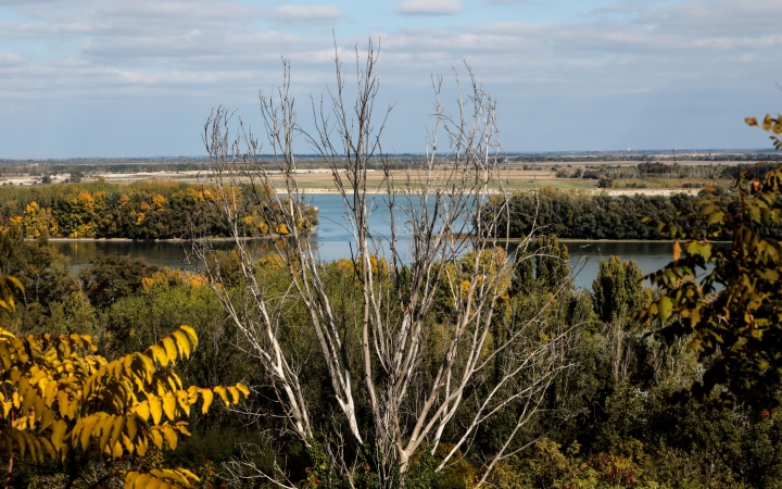 "Dunaújváros fái a négy évszakban" - őszi ciklus  - fotó: 