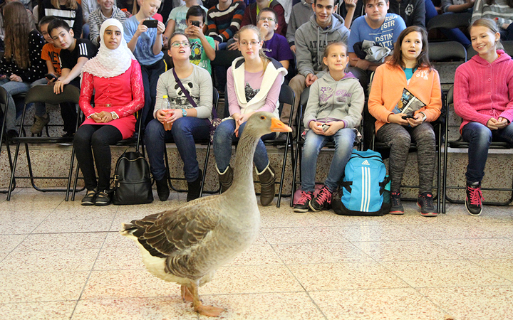Márton-napi libafuttatás és más vigasságok a Széchenyiben - fotó: Sándor Judit