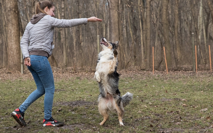 Nyílt nap a Duna Dog Center Kutyaiskolában - fotó: Ónodi Zoltán