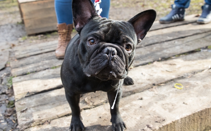 Nyílt nap a Duna Dog Center Kutyaiskolában - fotó: Ónodi Zoltán