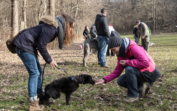 Nyílt nap a Duna Dog Center Kutyaiskolában - fotó: Ónodi Zoltán