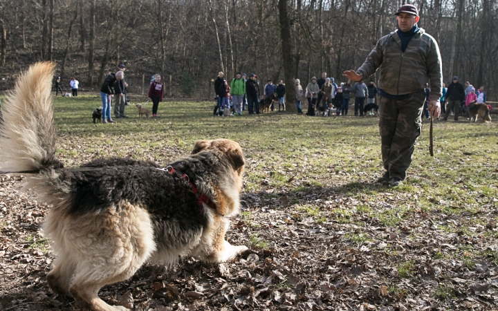 Nyílt nap a Duna Dog Center Kutyaiskolában - fotó: Ónodi Zoltán