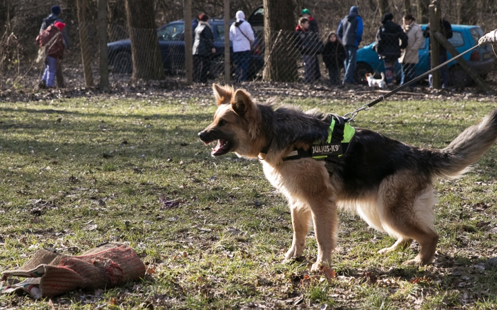 Nyílt nap a Duna Dog Center Kutyaiskolában - fotó: Ónodi Zoltán