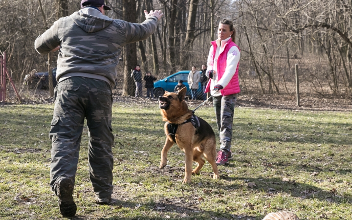 Nyílt nap a Duna Dog Center Kutyaiskolában - fotó: Ónodi Zoltán