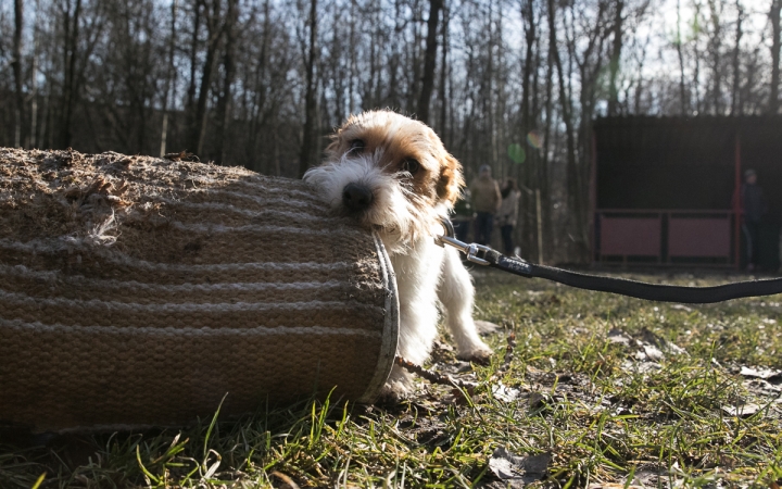 Nyílt nap a Duna Dog Center Kutyaiskolában - fotó: Ónodi Zoltán