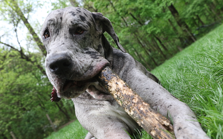 II. Születésnap a Duna Dog Center Kutyaiskolában - fotó: Ónodi Zoltán