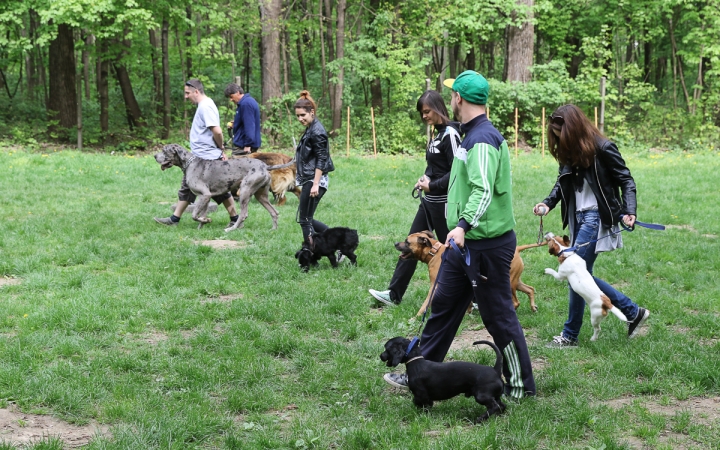 II. Születésnap a Duna Dog Center Kutyaiskolában - fotó: Ónodi Zoltán