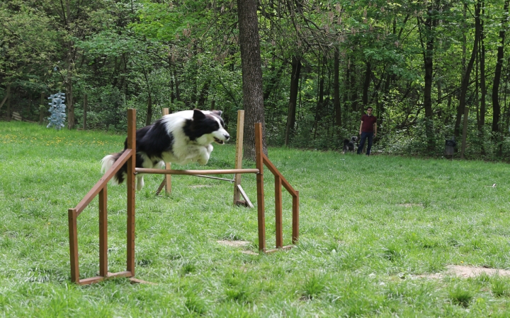 II. Születésnap a Duna Dog Center Kutyaiskolában - fotó: Ónodi Zoltán