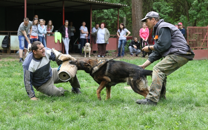 II. Születésnap a Duna Dog Center Kutyaiskolában - fotó: Ónodi Zoltán