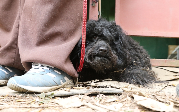 II. Születésnap a Duna Dog Center Kutyaiskolában - fotó: Ónodi Zoltán