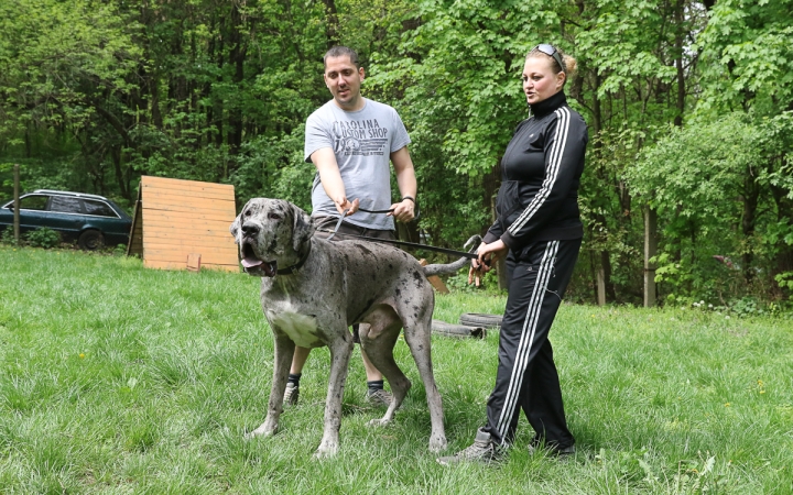 II. Születésnap a Duna Dog Center Kutyaiskolában - fotó: Ónodi Zoltán