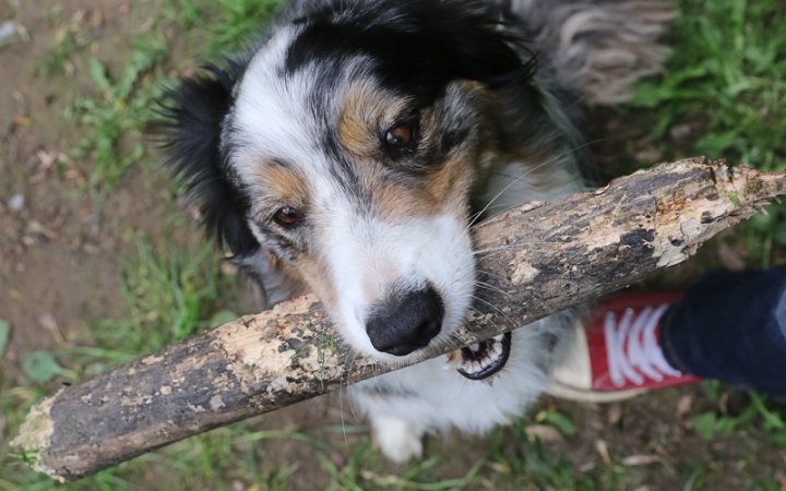 II. Születésnap a Duna Dog Center Kutyaiskolában - fotó: Ónodi Zoltán