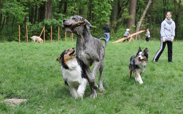 II. Születésnap a Duna Dog Center Kutyaiskolában - fotó: Ónodi Zoltán