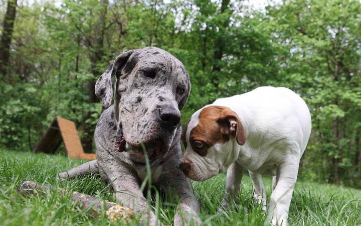 II. Születésnap a Duna Dog Center Kutyaiskolában - fotó: Ónodi Zoltán