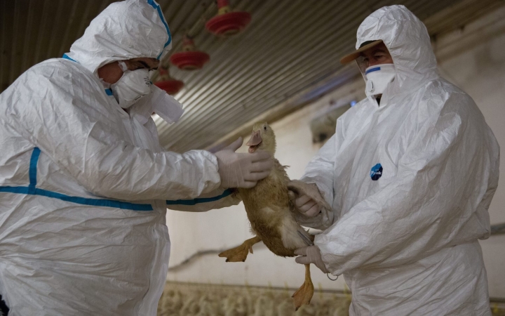 Madárinfluenza - Kötelező óvintézkedések