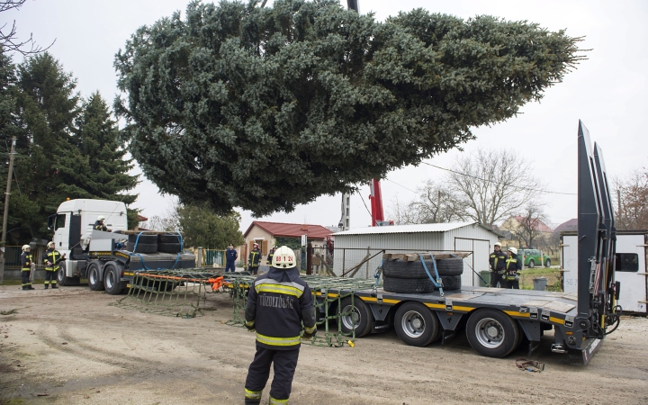 Idén Fejér megye adja az Ország Karácsonyfáját