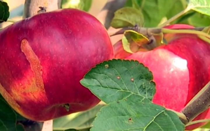 Kemény évet zártak a kertészetek