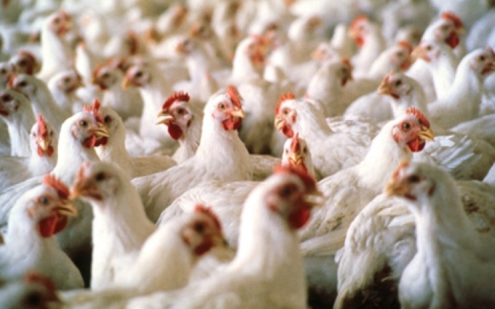 Csökken a baromfihús és a tojás áfája januártól