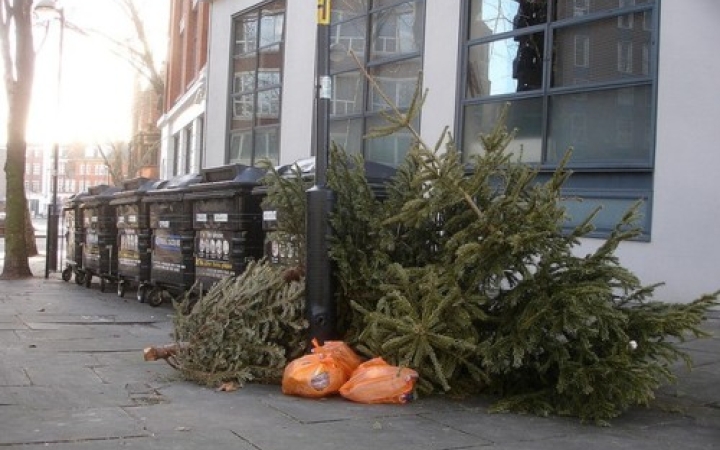 Ekkor szállítják el a kidobott fenyőfákat