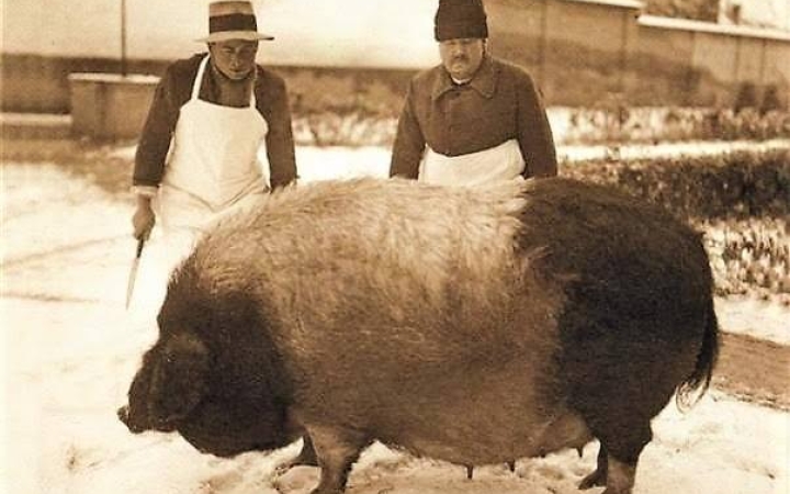 Góliát gyásznapja