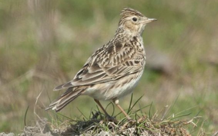 Zsuzsanna, a „fülelőnap”