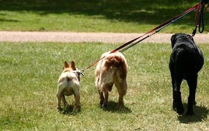 Csongi és négy barátja 