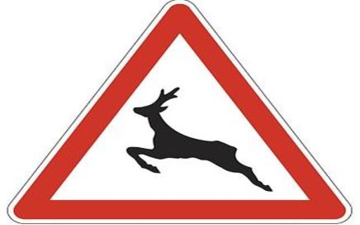 Őz tévedt az M7-re