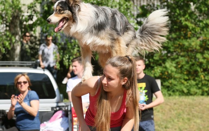 A Batsányi mögött lesz a kutyapark