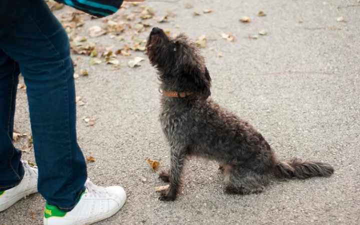 A falka szeretete - előadás az MMK-ban