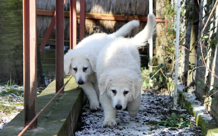 Rohamos léptekkel a kihalás felé?