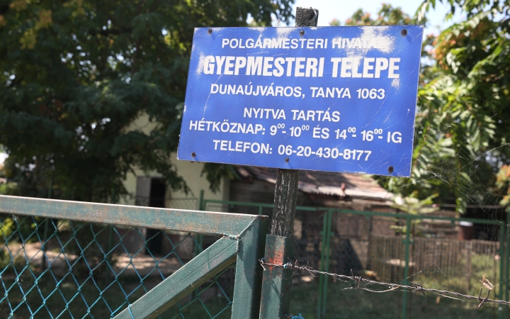 Egy kutyát sem altattak el