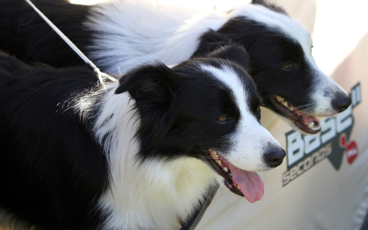 Ismét össze kell írni a városi ebeket