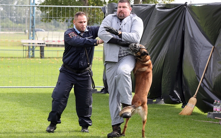 A bűnüldözés négylábú mesterei