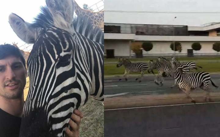 Nyugat felől zebrafutás nem várható