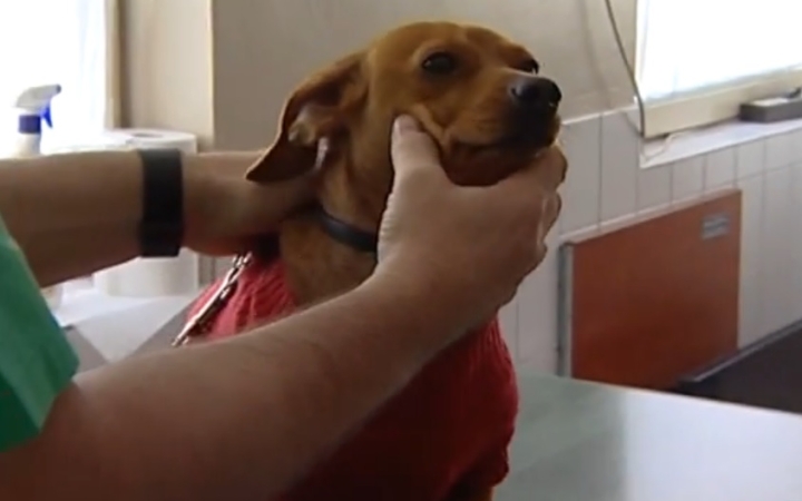 Vigyázzunk az ebekre