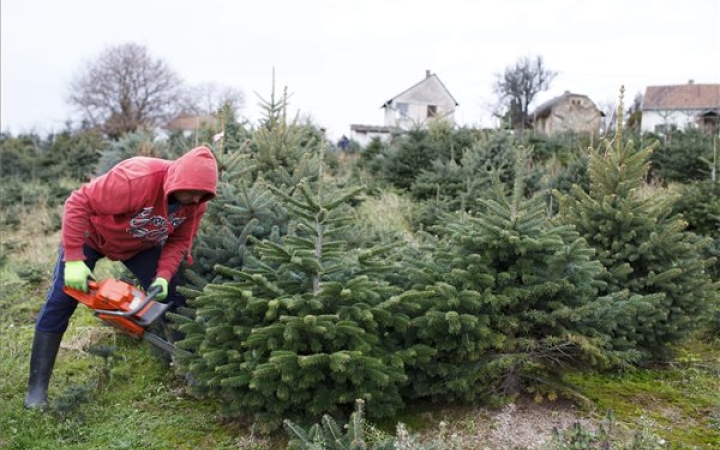 Mire számítsunk a fenyőpiacon?