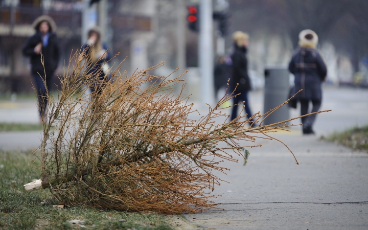 Ekkor viszik a fenyőket