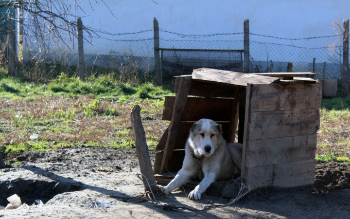 Két kutya támadt a biciklisre 