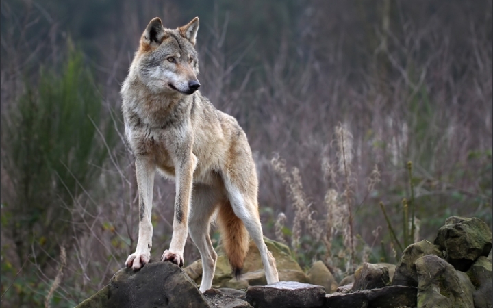 Újra van farkas a Börzsönyben?