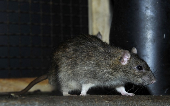 Magát szappanozó patkány?