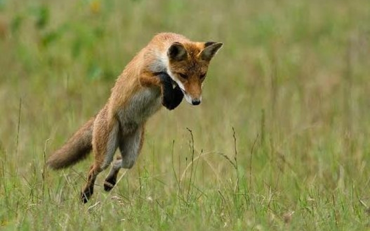 Mezőföld Természetfotó Egyesület - kiállítás a KMI-ben