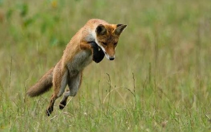 Mezőföld Természetfotó Egyesület - kiállítás a KMI-ben